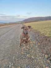 GILDA, Hund, Mischlingshund in Habichtswald - Bild 9