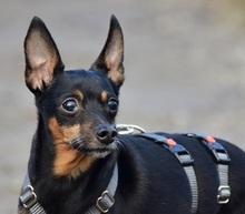 DELIS256, Hund, Pinscher Mischling in Slowakische Republik - Bild 1