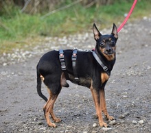 DELIS256, Hund, Pinscher Mischling in Slowakische Republik - Bild 10