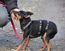 DELIS256, Hund, Pinscher Mischling in Slowakische Republik - Bild 11