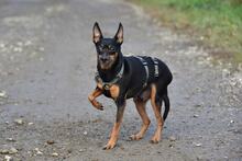 DELIS256, Hund, Pinscher Mischling in Slowakische Republik - Bild 2