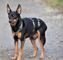 DELIS256, Hund, Pinscher Mischling in Slowakische Republik - Bild 3