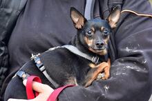 DELIS256, Hund, Pinscher Mischling in Slowakische Republik - Bild 4