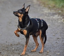 DELIS256, Hund, Pinscher Mischling in Slowakische Republik - Bild 5