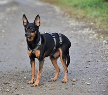 DELIS256, Hund, Pinscher Mischling in Slowakische Republik - Bild 6