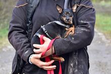 DELIS256, Hund, Pinscher Mischling in Slowakische Republik - Bild 7