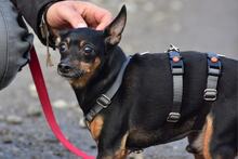 DELIS256, Hund, Pinscher Mischling in Slowakische Republik - Bild 8