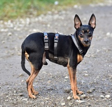 DELIS256, Hund, Pinscher Mischling in Slowakische Republik - Bild 9