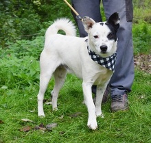 RONY146, Hund, Mischlingshund in Slowakische Republik - Bild 5