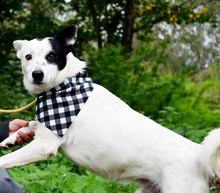 RONY146, Hund, Mischlingshund in Slowakische Republik - Bild 7