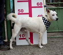 RONY146, Hund, Mischlingshund in Slowakische Republik - Bild 8