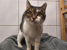 ARCHI, Katze, Europäisch Kurzhaar in Hamburg - Bild 2