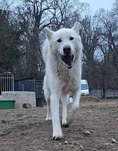 KENAI, Hund, Mischlingshund in Ungarn - Bild 2