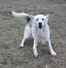 KENAI, Hund, Mischlingshund in Ungarn - Bild 3