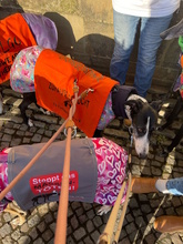 SABRINA, Hund, Galgo Español in Porta Westfalica - Bild 24