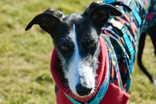 SABRINA, Hund, Galgo Español in Porta Westfalica - Bild 25