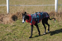 SABRINA, Hund, Galgo Español in Porta Westfalica - Bild 26