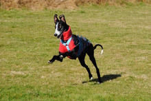 SABRINA, Hund, Galgo Español in Porta Westfalica - Bild 27