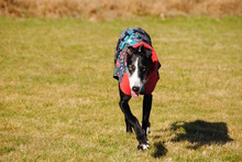 SABRINA, Hund, Galgo Español in Porta Westfalica - Bild 28
