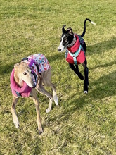 SABRINA, Hund, Galgo Español in Porta Westfalica - Bild 29