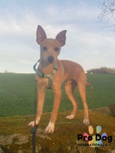 BASIL, Hund, Mischlingshund in Oftersheim - Bild 1