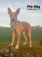 BASIL, Hund, Mischlingshund in Oftersheim - Bild 3