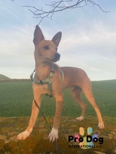 BASIL, Hund, Mischlingshund in Oftersheim - Bild 4