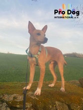 BASIL, Hund, Mischlingshund in Oftersheim - Bild 5