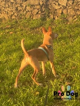 BASIL, Hund, Mischlingshund in Oftersheim - Bild 6