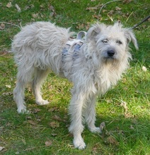 RITA, Hund, Mischlingshund in Burgdorf