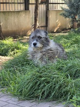 AMY, Hund, Mischlingshund in Rumänien - Bild 11