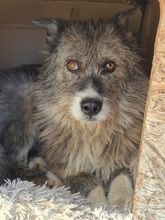 AMY, Hund, Mischlingshund in Rumänien - Bild 12