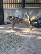 AMY, Hund, Mischlingshund in Rumänien - Bild 13