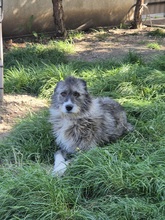 AMY, Hund, Mischlingshund in Rumänien - Bild 14