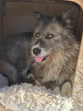 AMY, Hund, Mischlingshund in Rumänien - Bild 15