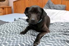 SABA, Hund, Mischlingshund in Bad Wünnenberg - Bild 1