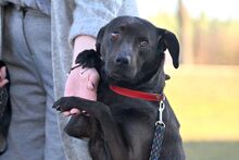 SABA, Hund, Mischlingshund in Bad Wünnenberg - Bild 10