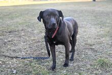 SABA, Hund, Mischlingshund in Bad Wünnenberg - Bild 11