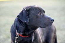 SABA, Hund, Mischlingshund in Bad Wünnenberg - Bild 12