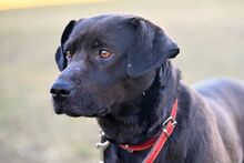 SABA, Hund, Mischlingshund in Bad Wünnenberg - Bild 13