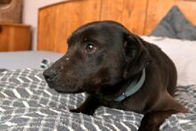 SABA, Hund, Mischlingshund in Bad Wünnenberg - Bild 2