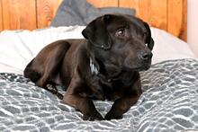 SABA, Hund, Mischlingshund in Bad Wünnenberg - Bild 3