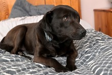 SABA, Hund, Mischlingshund in Bad Wünnenberg - Bild 4