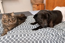 SABA, Hund, Mischlingshund in Bad Wünnenberg - Bild 5