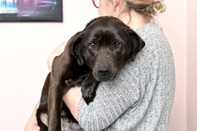 SABA, Hund, Mischlingshund in Bad Wünnenberg - Bild 6