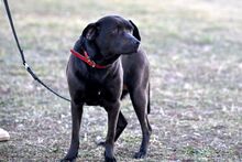 SABA, Hund, Mischlingshund in Bad Wünnenberg - Bild 7