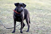 SABA, Hund, Mischlingshund in Bad Wünnenberg - Bild 8