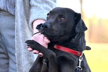 SABA, Hund, Mischlingshund in Bad Wünnenberg - Bild 9