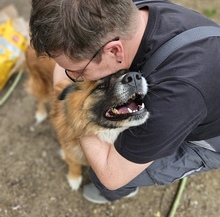 URSU, Hund, Herdenschutzhund-Mix in Rumänien - Bild 10