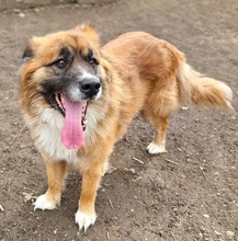 URSU, Hund, Herdenschutzhund-Mix in Rumänien - Bild 11